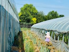 -庞各庄翠芳园西瓜蔬菜基地采摘园