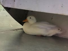 -极木²邸 人与宠物·互动社区