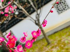 -苏州上方山国家森林公园