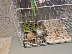 -亮子·东北特色烧烤(真如店)