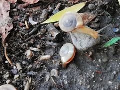 -苏家坨柳林村二月兰花海