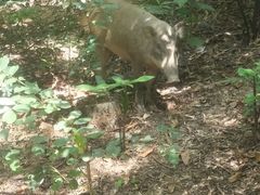 -梧桐山风景名胜区