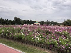 -荷兰花海