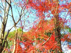 -秋霞圃