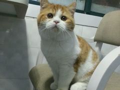 -喵的天空名猫咖啡馆·撸猫·猫舍·用品