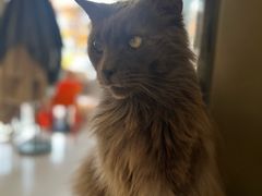 -平行世界·猫咖(首经贸店)