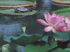 -国家植物园南园