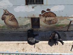 -青藏高原野生动物园