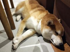 -柴务处·柴犬主题狗咖