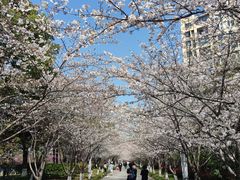 -高东镇樱花园