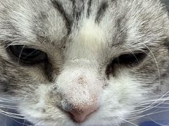 -中农国际动物医院24小时·猫科·骨科·急重症中心