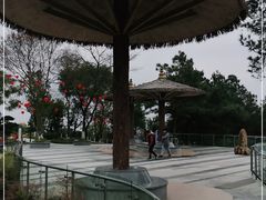 -铁山坪森林公园