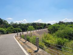 -南宁良凤江国家森林公园