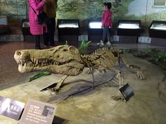 -自贡恐龙博物馆