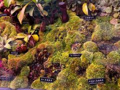 -中国科学院西双版纳热带植物园