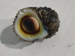 -后海村