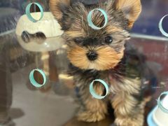 -FAELING PETS美天灵宠物(富力广场店)