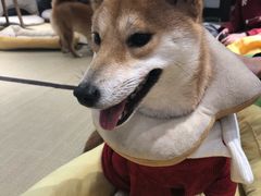 -逗柴咖啡屋·狗咖猫咖宠物桌游
