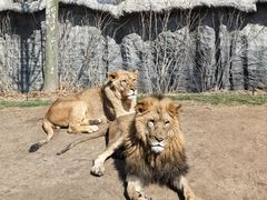 -北京野生动物园