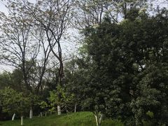 -青枫公园