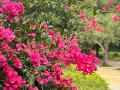 -深圳国际园林花卉博览园