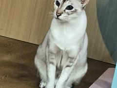 -MOCHA明星猫咖(田子坊店)