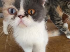 -平行世界·猫咖(首经贸店)
