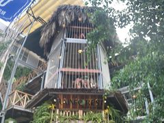 -Rainforest