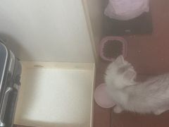 -半岛宠物医院24小时(白果林店)