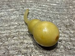 -鮨鳳