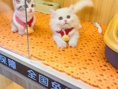 -欣宠猫屋·矮脚拿破仑·蓝金金渐层