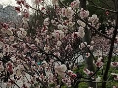 -新虹桥中心花园