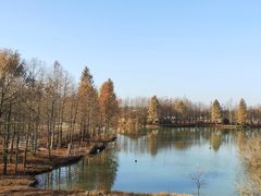 -上海海湾国家森林公园