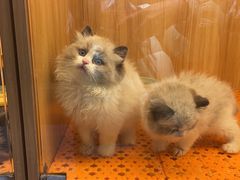 -欣宠猫屋·矮脚拿破仑·蓝金金渐层