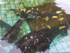 -天怡·鱼工厂(临江店)