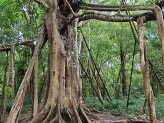 -中国科学院西双版纳热带植物园