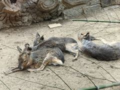 -大连森林动物园