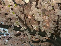 -枫千叶精致料理