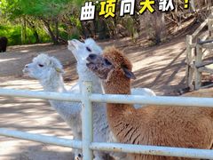 -沈阳森林动物园