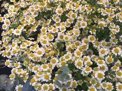 -植物学家的女儿(北马道巷店)