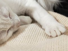 -Heymao猫咖.咖啡厅(东门店)