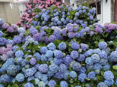 -Blue Concept Cafe&Farm·關於藍