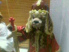 android_upload_pic-济州岛泰迪熊博物馆