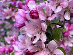 -海棠花溪(元大都城垣遗址公园)