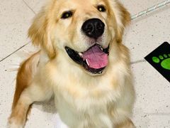 -帕帕拉兹宠物(亚洲旗舰店)