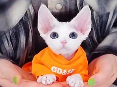 -十年猫舍·猫咪专门店(普陀店)