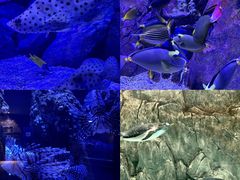 -成都浩海立方海洋公园