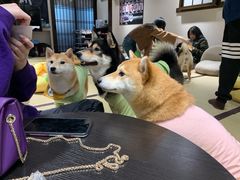 -逗柴咖啡屋·狗咖猫咖宠物桌游