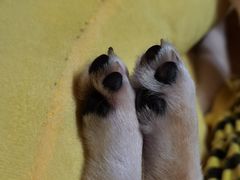 -逗柴咖啡屋·狗咖猫咖宠物桌游