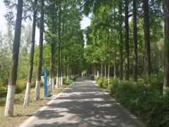 -昆山城市生态森林公园